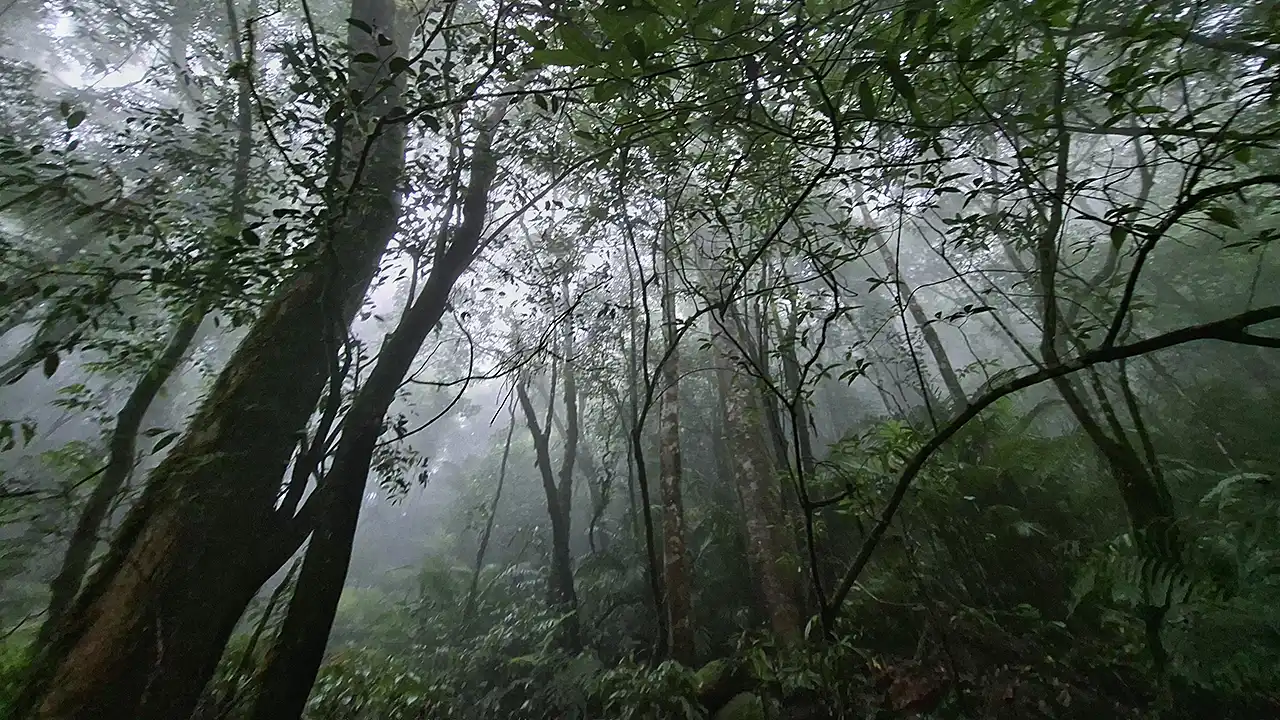 Antara Harapan dan Ilusi - Seberapa Jauh Reforestasi Bisa Menyelamatkan Iklim - Yopie Pangkey