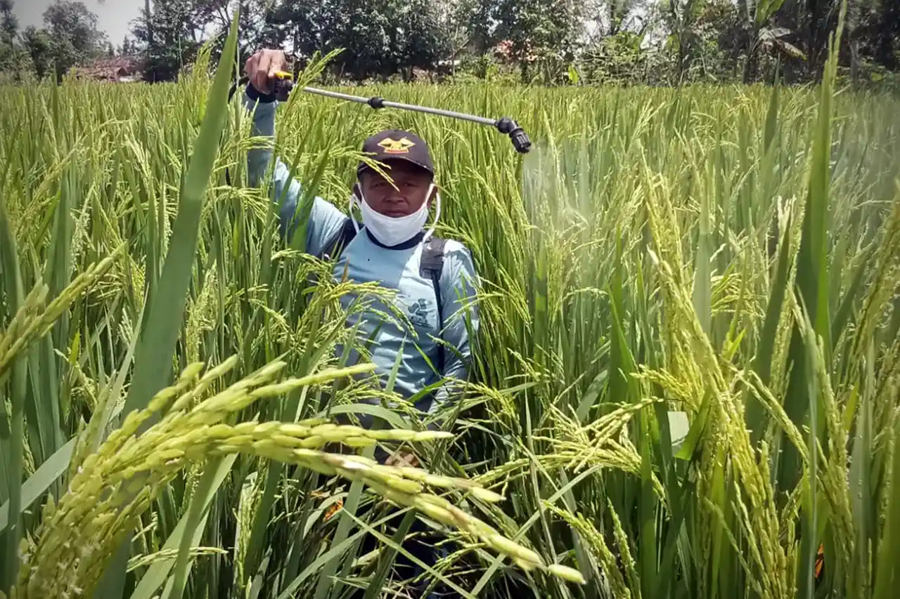 Dari Pupuk Kimia ke Organik Cair Menata Ulang Kesuburan Tanah di Lampung yang berkelanjutan