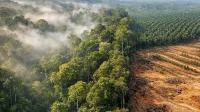 Foto Ilustrasi Kalau Hutan Jadi Tulang Punggung Ekonomi Dunia Posisi Lampung di Mana