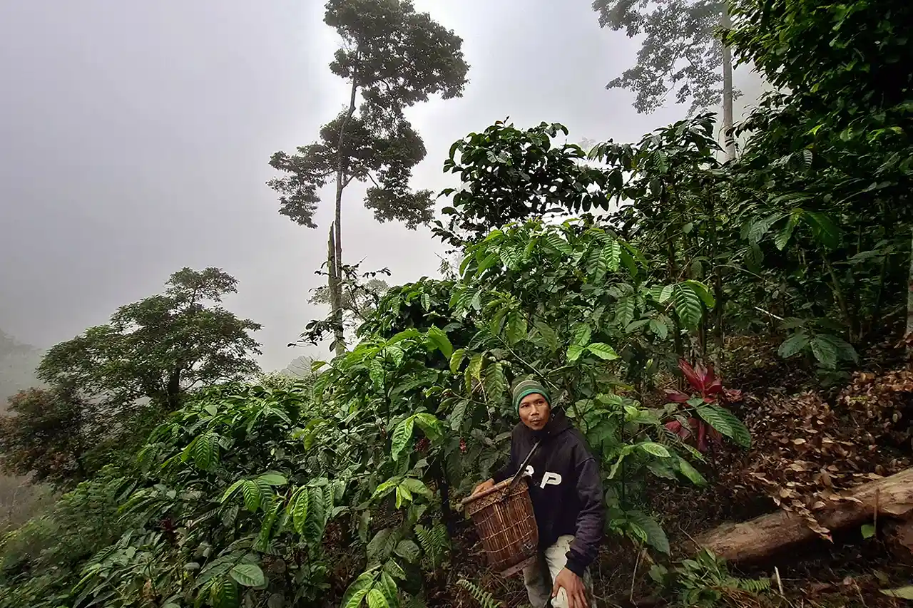 Melampaui EUDR Mengapa Lampung Harus Tetap Berbenah Meski Tanpa Perintah Eropa - Yopie Pangkey