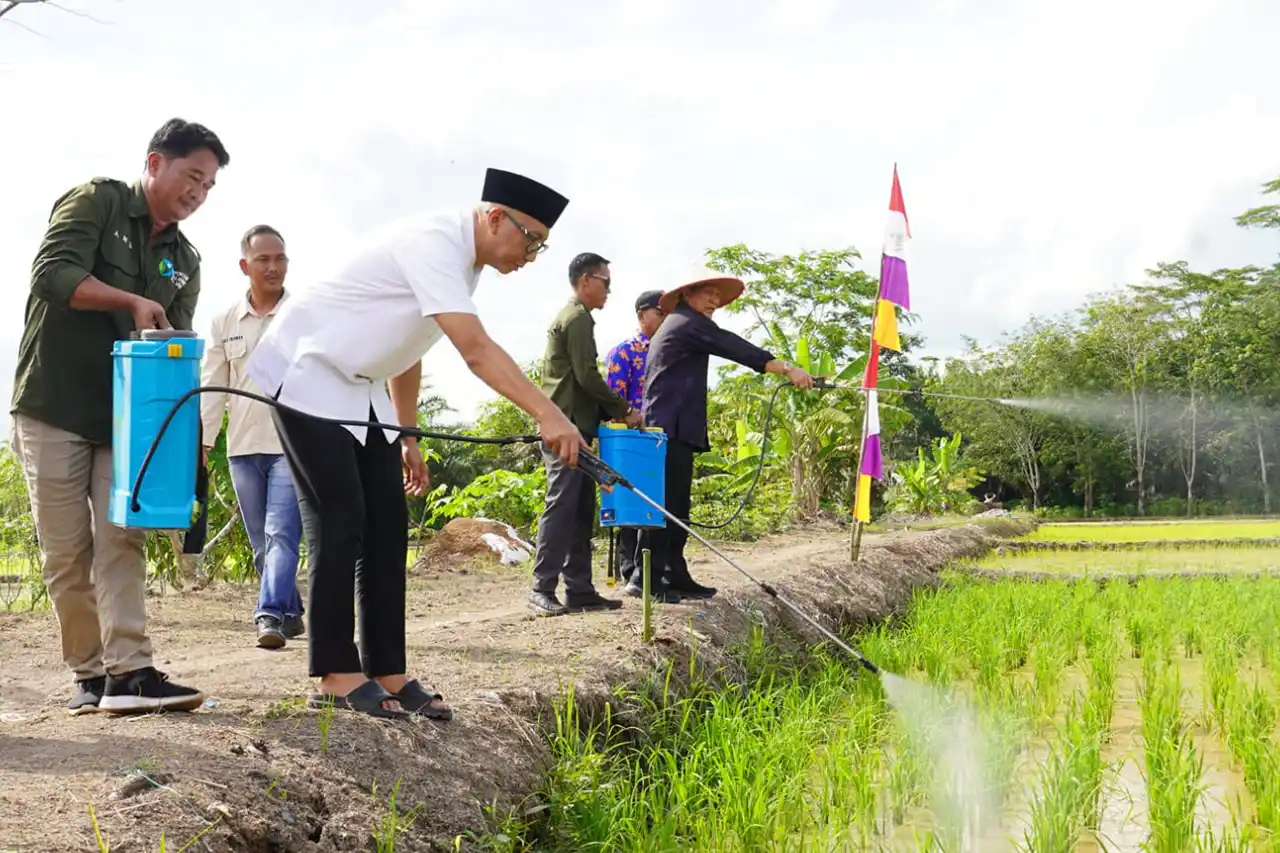 Pupuk Organik Cair POC Lampung Inovasi Gubernur Rahmat Mirzani Djausal RMD Dorong Petani Makmur