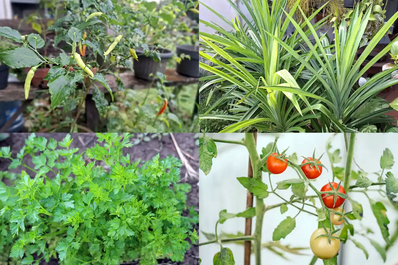 10 Tanaman Bahan Dapur yang Bisa Ditanam Sendiri di Rumah Praktis Simpel Mudah Hemat