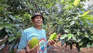 Alpukat Solusi Konflik Model Bioekonomi Kehutanan Giri Mulyo Tunjukkan Dampak Nyata - Ketua Gapoktan dan KUPS Agro Mulyo Lestari, Asmawi - Yopie Pangkey