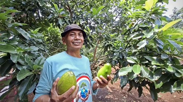 Alpukat Solusi Konflik Model Bioekonomi Kehutanan Giri Mulyo Tunjukkan Dampak Nyata - Ketua Gapoktan dan KUPS Agro Mulyo Lestari, Asmawi - Yopie Pangkey
