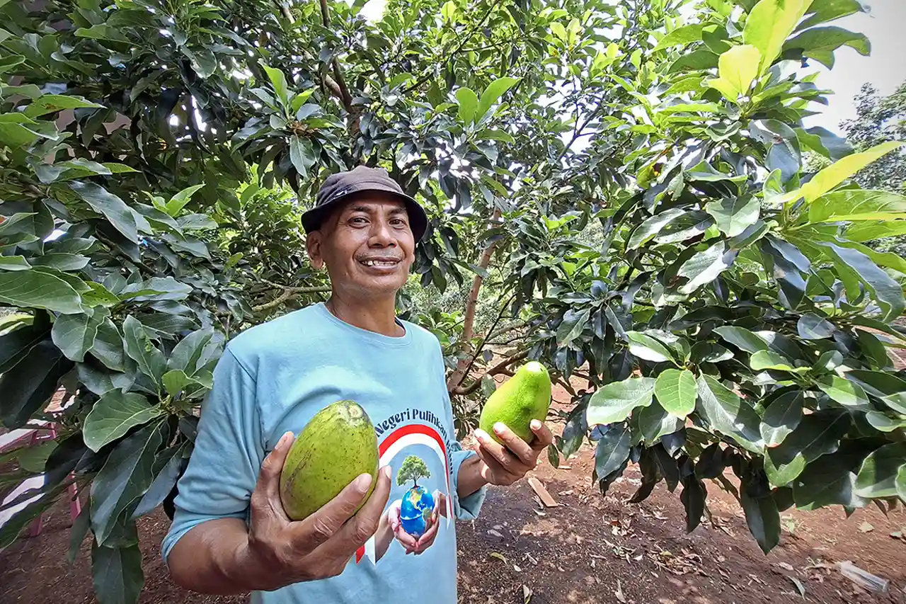 Alpukat Solusi Konflik Model Bioekonomi Kehutanan Giri Mulyo Tunjukkan Dampak Nyata - Ketua Gapoktan dan KUPS Agro Mulyo Lestari, Asmawi - Yopie Pangkey