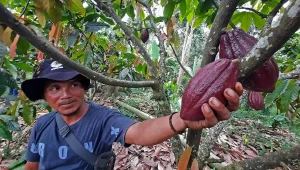 BPDLH Dorong Lampung Masuk Peta Kakao Global Lewat Skema Dana Bergulir