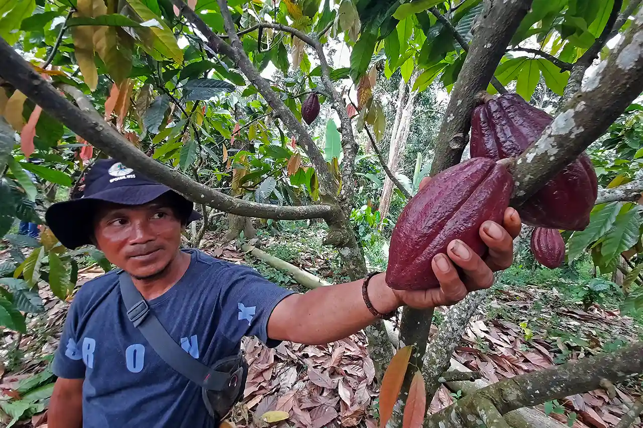 BPDLH Dorong Lampung Masuk Peta Kakao Global Lewat Skema Dana Bergulir