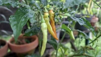 Cara Tanam Menanam Cabai di Rumah untuk Pemula
