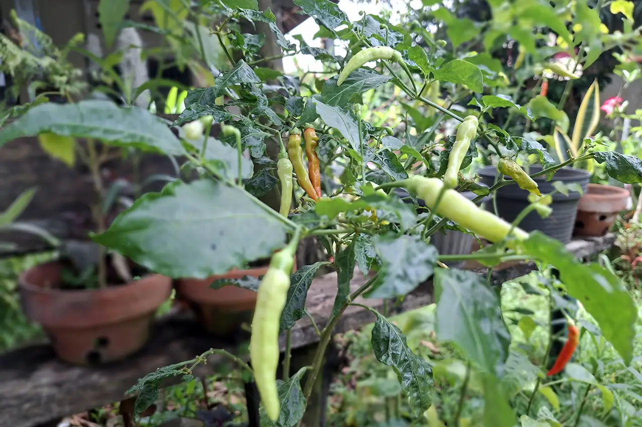 Cara Tanam Menanam Cabe di Rumah untuk Pemula