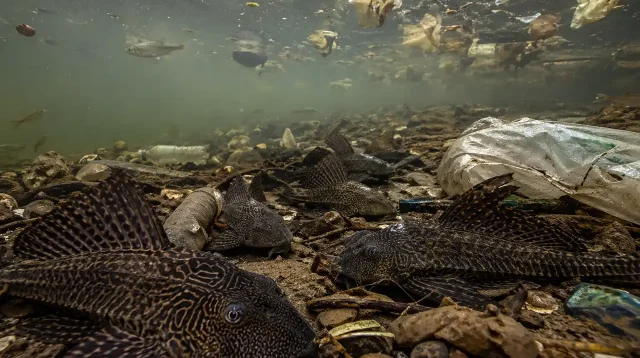 Indonesia Jadi Surga Ekologis Spesies Asing Ikan Sapu-sapu Ancaman Nyata bagi Ikan Lokal