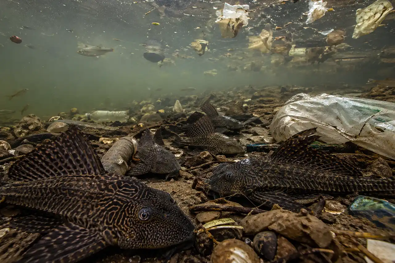 Indonesia Jadi Surga Ekologis Spesies Asing Ikan Sapu-sapu Ancaman Nyata bagi Ikan Lokal