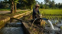 Strategi Pertanian Hadapi Kemarau 2026 Ke Mana Rp12 Triliun Anggaran Pemerintah Dialokasikan