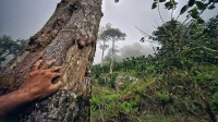 SATU KARSA Ketika Hutan Sosial Masuk ke Era Ekonomi Karbon - Foto Yopie Pangkey