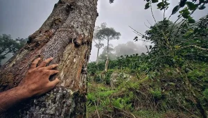 SATU KARSA Ketika Hutan Sosial Masuk ke Era Ekonomi Karbon - Foto Yopie Pangkey
