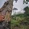 SATU KARSA Ketika Hutan Sosial Masuk ke Era Ekonomi Karbon - Foto Yopie Pangkey