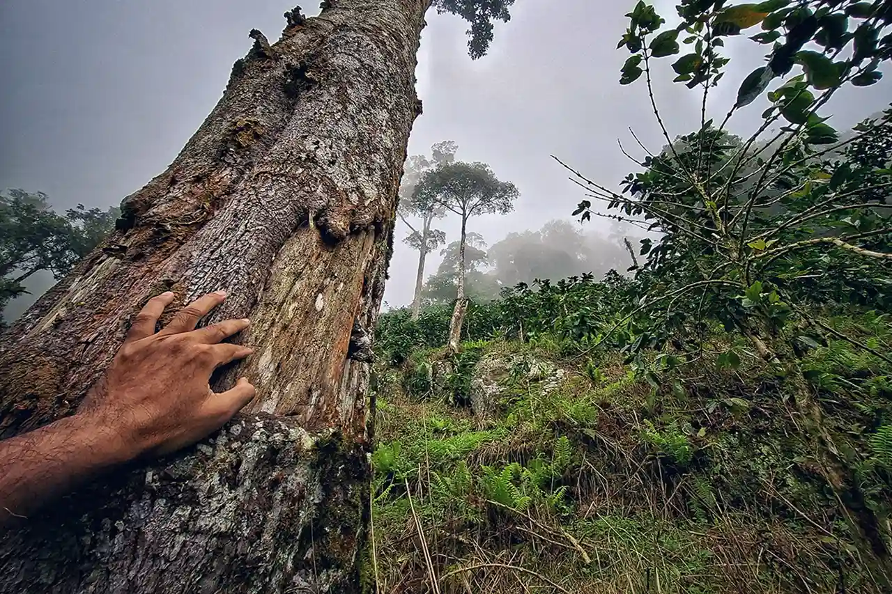 SATU KARSA Ketika Hutan Sosial Masuk ke Era Ekonomi Karbon - Foto Yopie Pangkey