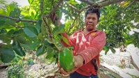 Syahbana dan Alpukat Sipit Kelawi yang Sudah Terkenal tapi Belum Mahal Syahbana dan Alpukat Sipit Kelawi yang Sudah Terkenal tapi Belum Mahal
