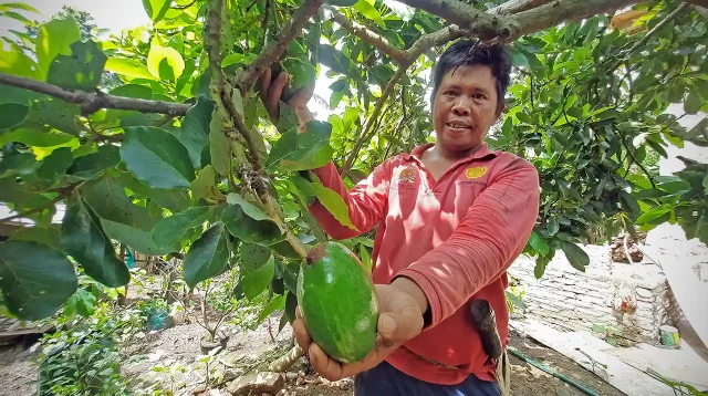 Syahbana dan Alpukat Sipit Kelawi yang Sudah Terkenal tapi Belum Mahal
