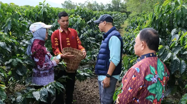 Sistem Pagar dan PHC Genjot Produktivitas Kopi Lampung Barat - Gubernur Rahmat Mirzani Djausal - 1