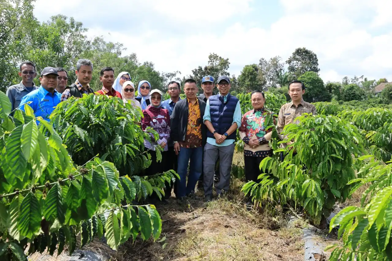 Sistem Pagar dan PHC Genjot Produktivitas Kopi Lampung Barat - Gubernur Rahmat Mirzani Djausal - 2