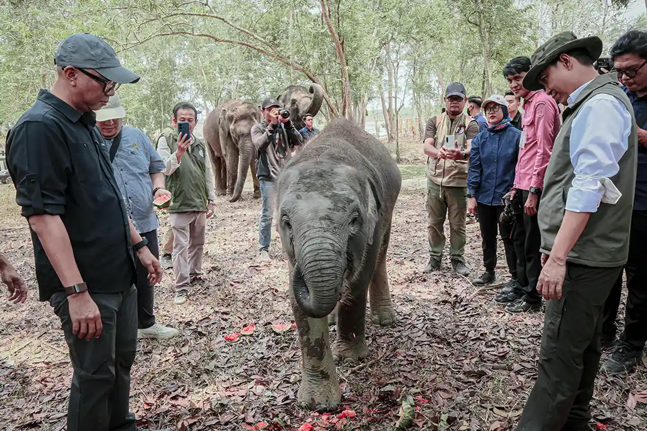 Menhut Raja Juli Antoni Tinjau Fasilitas Mitigasi Gajah di Way Kambas Akses Warga Perlu Dipastikan