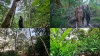 Agroforestri Jalan Tengah Jaga Hutan Lampung Sejahterakan Warga - Mahendra Utama
