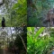Agroforestri Jalan Tengah Jaga Hutan Lampung Sejahterakan Warga - Mahendra Utama