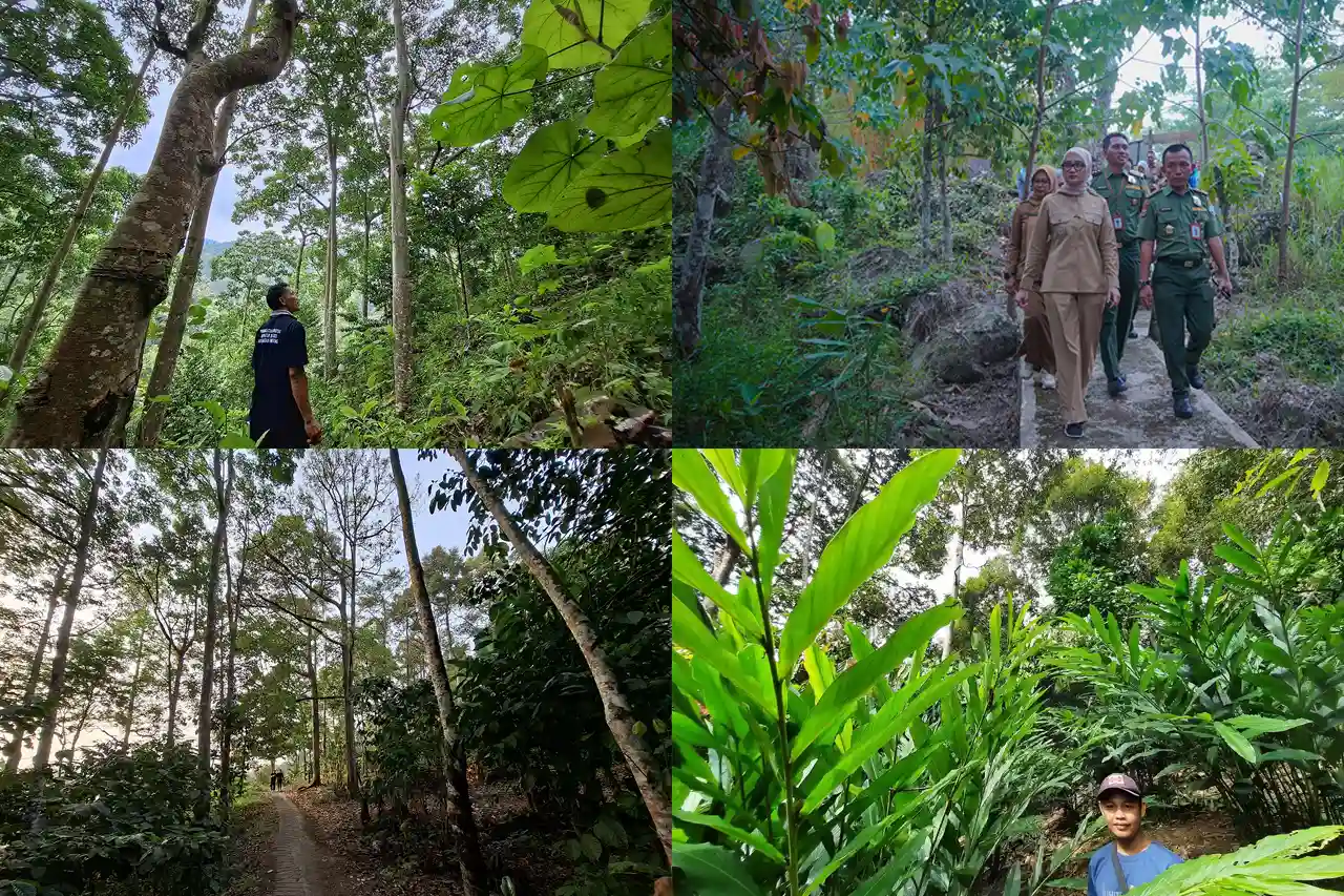 Agroforestri Jalan Tengah Jaga Hutan Lampung Sejahterakan Warga - Mahendra Utama