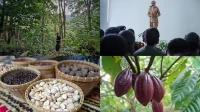 PDRB Hutan Lampung Sempit HHBK Tak Tercatat Warga Tetap Sejahtera PDRB Hutan Lampung Sempit HHBK Tak Tercatat Warga Tetap Sejahtera